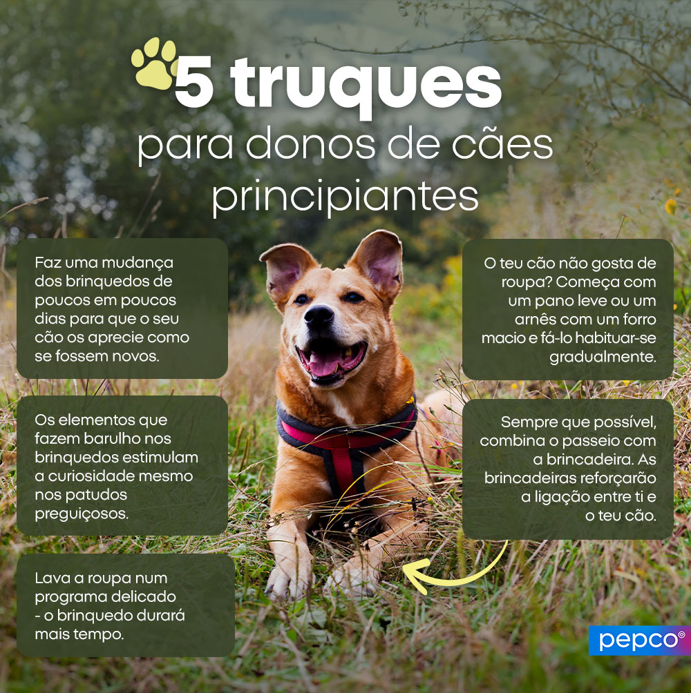 5 truques para donos de cães principiantes: 